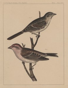 Oiseaux, Planche XXVII, 1855 - American School